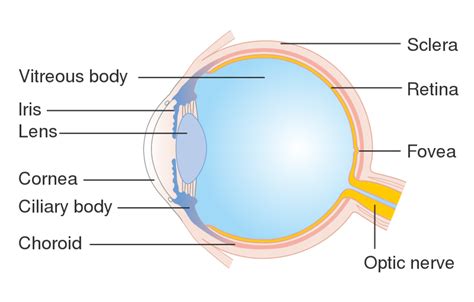 Physics Of Vision