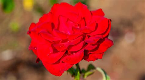 31 Different Types of Beautiful Red Rose Varieties