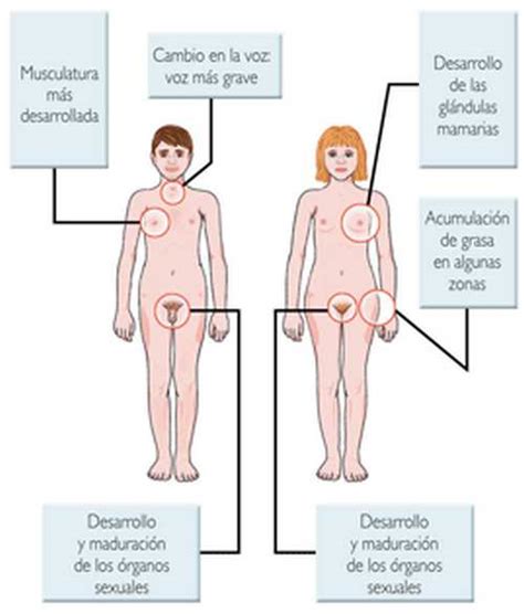 Caracteres Sexuales Secundarios Educación sexual