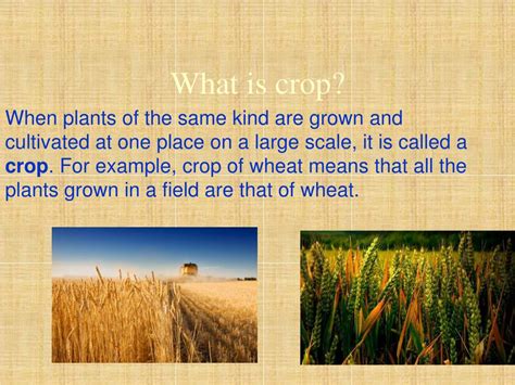 Ppt Crop Production And Management Powerpoint Presentation Free