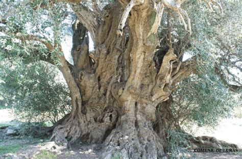 The Centuries Old Olive Trees Of Luras Sa Mariola