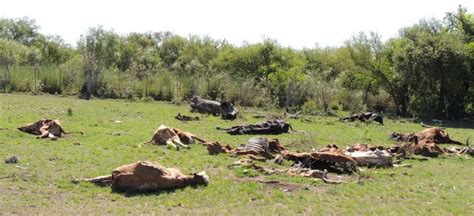 Sequ A Que Mata Miles De Vacas Y Da A Cultivos En Argentina