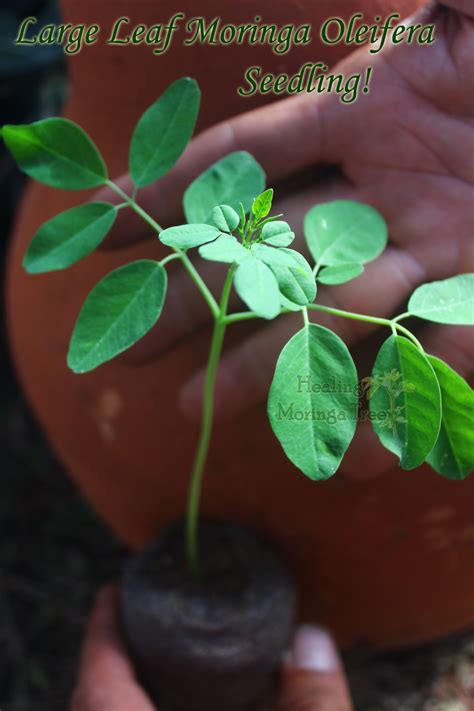 Moringa Oleifera Tree Seedlings Out Of Stock