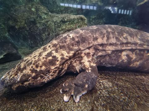 Andrias Japonicus Japanese Giant Salamander In Kyoto City Zoo