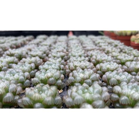 ฮาโวเทย หยดนำUSA haworthia cooperi var truncata Shopee Thailand