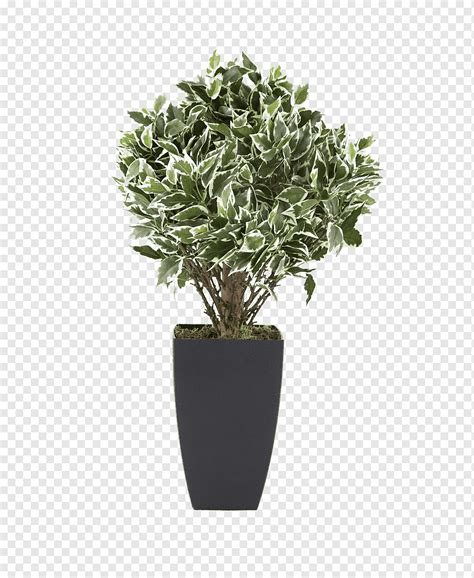 Plantas En Macetas Planta Real Peque As Plantas En Maceta Png Pngwing