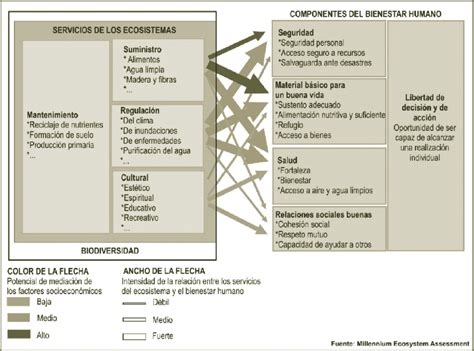 Relaciones Entre Biodiversidad Servicios De Los Ecosistemas Y Download Scientific Diagram