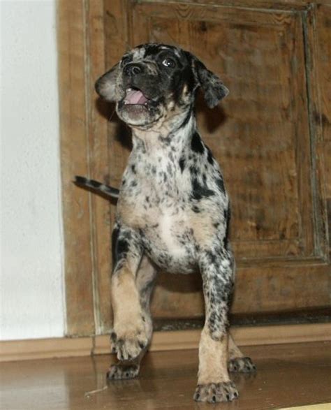 Richtige Auslastung Ealc European Association Of Louisiana Catahoulas