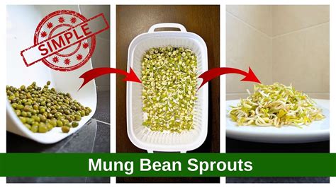 Simple Way To Grow Mung Bean Sprouts At Home Indoor Gardening Youtube