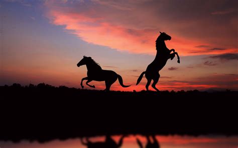 Horse Sunset Wallpapers - Top Free Horse Sunset Backgrounds - WallpaperAccess