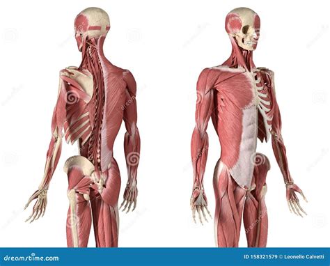 Anatomia Człowieka Układ Mięśniowo szkieletowy 3 4 Widok Z Tyłu I Z