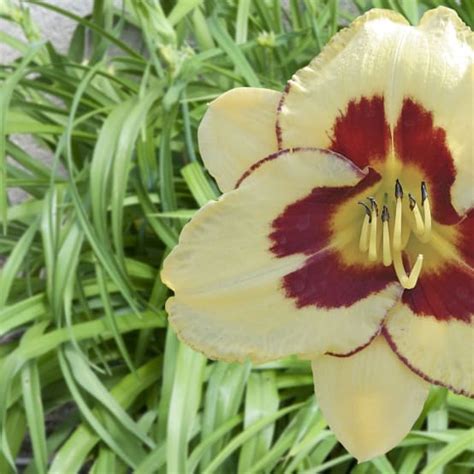 Hemerocallis El Desperado Pot 10x10cm Gamm Vert