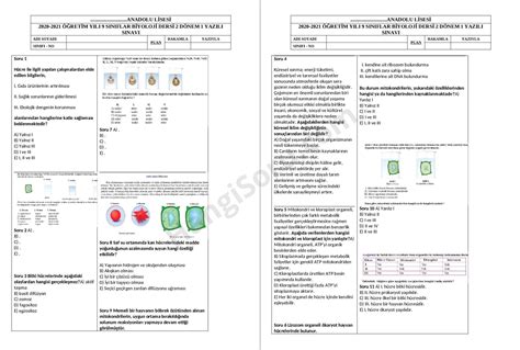S N F Biyoloji D Nem Yaz L Sorular Hangisoru