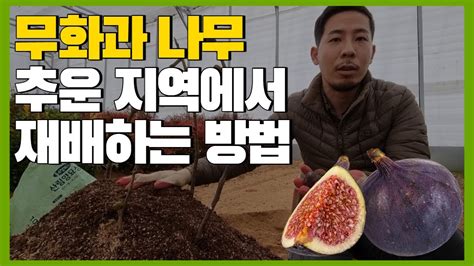 무화과 나무 추운 지역에서 재배하는 방법 Youtube