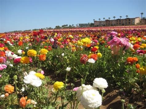 Flower Fields At Carlsbad Ranch In Carlsbad California Kid Friendly