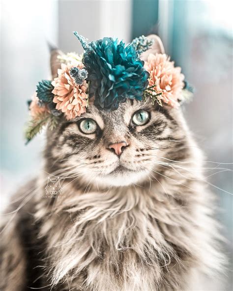 Elle Confectionne D Adorables Couronnes De Fleurs Pour Célébrer La Majestuosité Des Chats