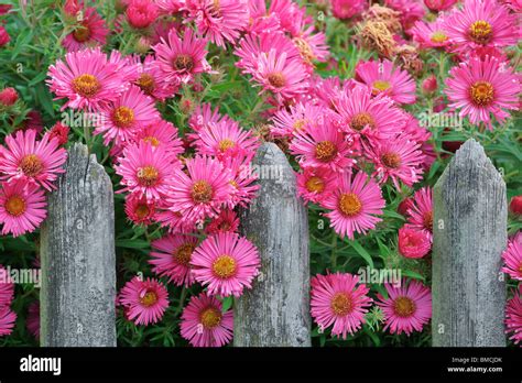 New England Aster With Wooden Fence Switzerland Stock Photo Alamy