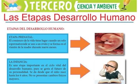 Etapas Del Desarrollo Humano Fichas De Ciencias Naturales De Primaria Endorphin Techno