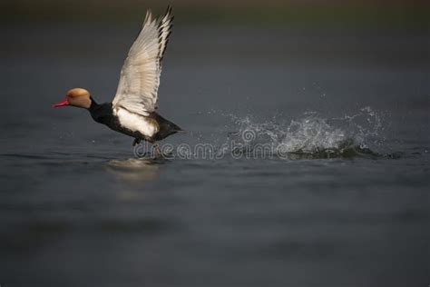 Red Crested Pochard Flight Stock Photo Image Of Seabird 240737310