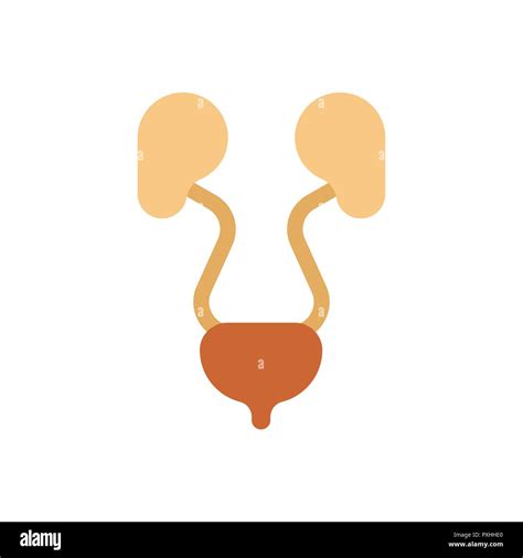 Kidney and Bladder isolated. Internal organs Human anatomy. vector ...