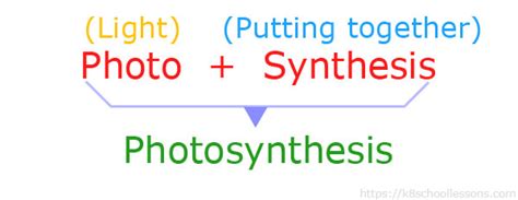 Chemical Equation For Photosynthesis With Words - Tessshebaylo