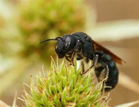 Ceratina Small Carpenter Bees Appearance Nesting And Foraging Habits