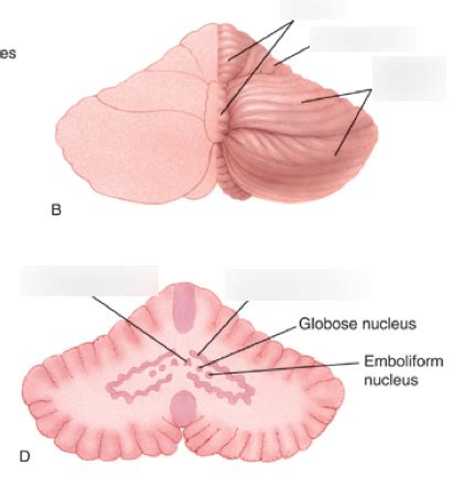 Neuro Quiz 8 Labeling 5 Diagram Quizlet