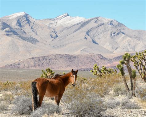 Nevada Wild Horse – jantrabuephotography.com