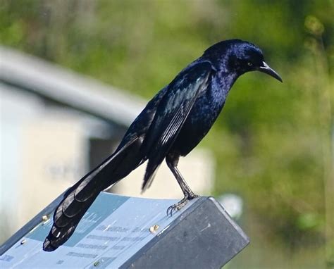 Great-tailed Grackle Nesting, Ellis Creek, 2017 | Petaluma Wetlands Alliance