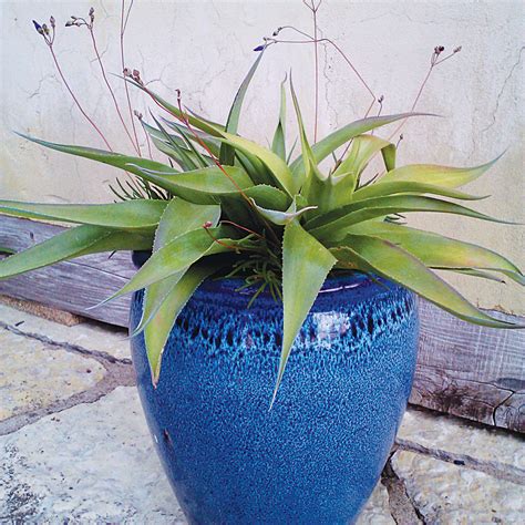 Silene virginica (Fire Pink)