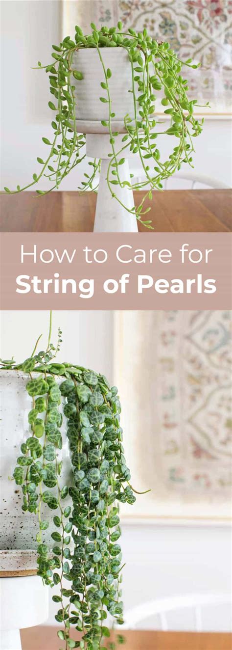 How To Care For String Of Pearls Plants A Beautiful Mess