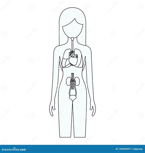 Arriba 97 Foto Organos Del Cuerpo Humano Dibujo Para Colorear Mirada Tensa