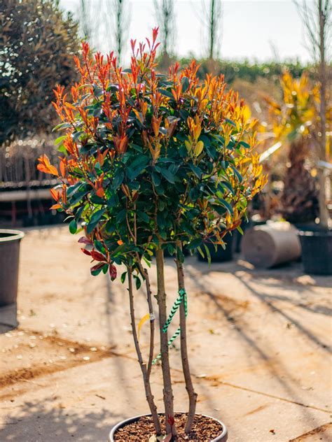 Photinia Fraseri Meerstammig Red Robin Glansmispel Boomnl Boomnl