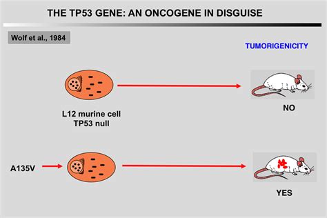 The TP53 Website Mutant TP53 An Oncogene