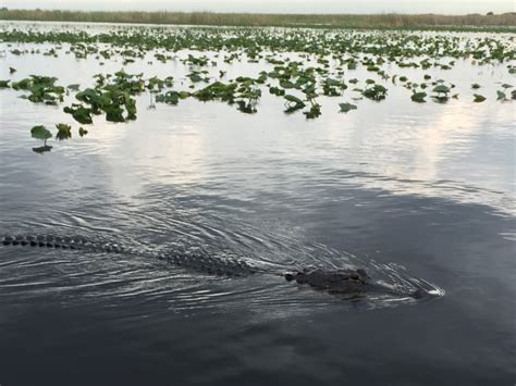 Everything You Need To Know About The Everglades Alligator Tour ...