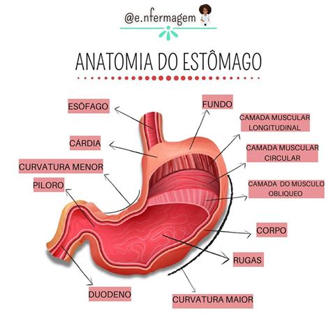 Anatomia Esofago E Estomago Modisedu