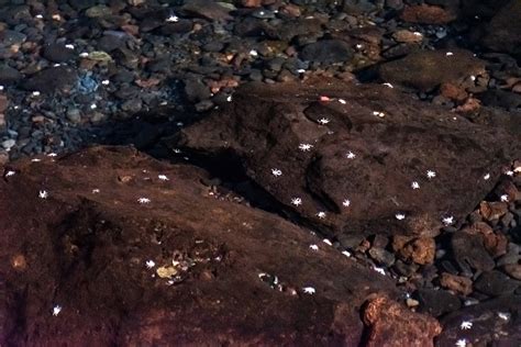 Jameos del Agua une visite magique à Lanzarote