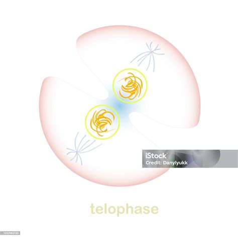 Telophase Bagian Dari Skema Siklus Sel Mitosis Objek Diisolasi Untuk