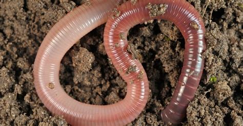 10 Incredible Earthworm Facts - IMP WORLD