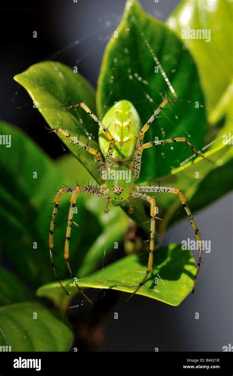 Closeup Of A Green Lynx Spider Peucetia Viridans Stock Photo Alamy