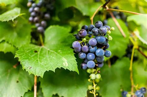 Can You Eat Wild Grapes 8 Best Ways To Identify Them