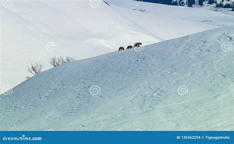 A Grizzly Bear Sow Leads Her Cubs through the Snow Stock Photo - Image ...