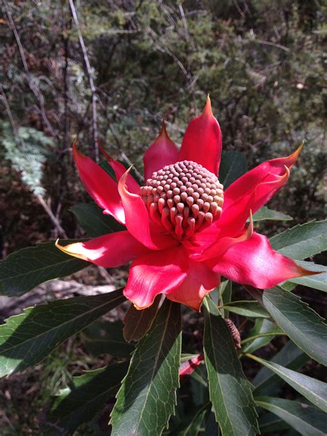 New South Wales Waratah Telopea Speciosissima Photographed In