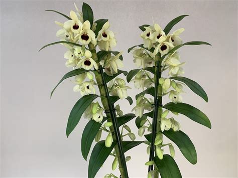 Dendrobium Sunny Bird Rispen Orchideen Wichmann De Highest