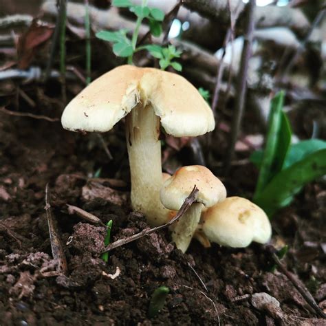 Finding All Sorts Of Flora Fauna And Fungi On Woodland Walks Fungi Walks Woodland Flora