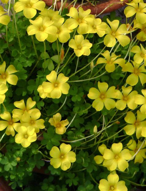 Oxalis Lobata The Collectors Corner Buy Unusual Perennial Plants