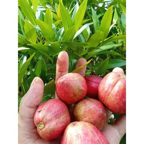 Jual Kg Isi Buah Mahkota Dewa Segar Asli Buah Mahkota Dewa