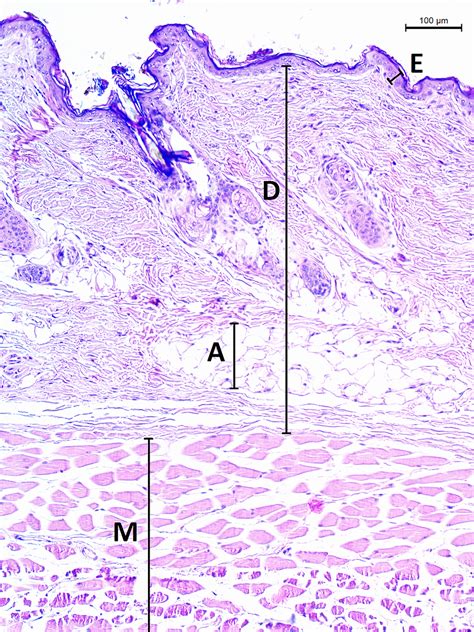 Skin Histology