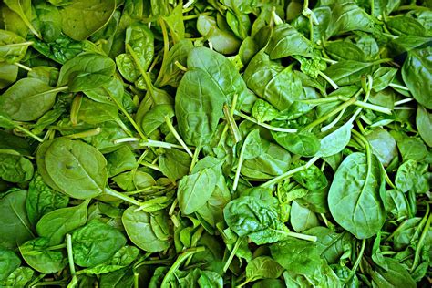 Como Se Escreve Espinafre - Cuidados e usos do espinafre: cultivo, propriedades e receitas saudáveis