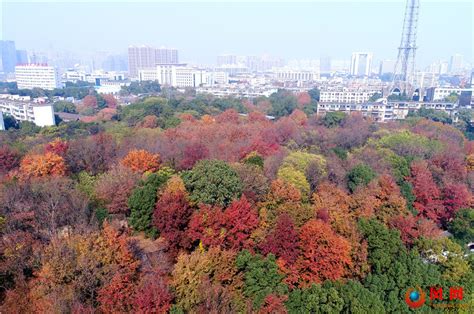 航拍长沙红叶：看万山红遍，层林尽染